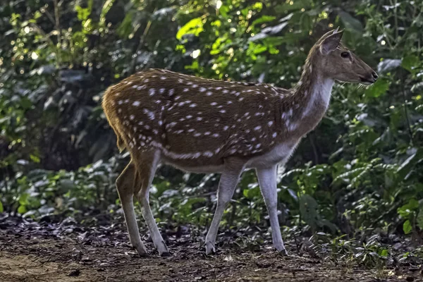 Junger Chital Oder Gepard Achse Auch Bekannt Als Fleckhirsch Oder — Stockfoto