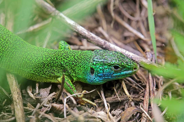 Males Emerald Lizard Lacerta Viridis Wildlife — Stok fotoğraf