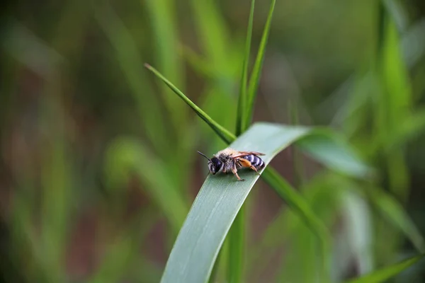 Sand Bee Genus Andrena Blade Grass — Stok fotoğraf