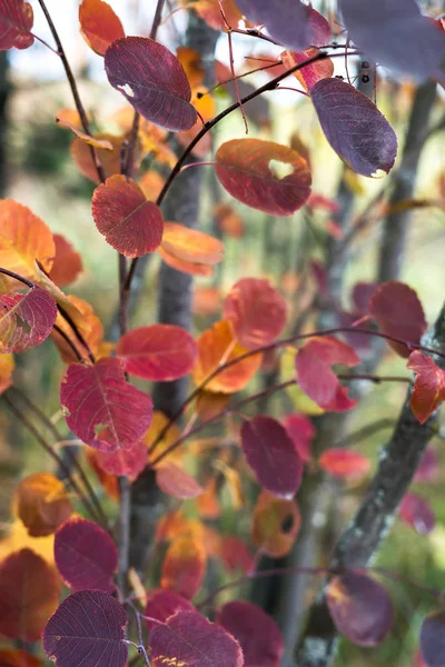 Herbstlich Bunte Astdetails Mit Vielen Trockenen Blättern Verschiedenen Natürlichen Wechselnden — Stockfoto