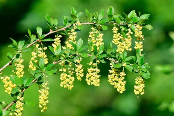 Berberis Vulgaris Also Known Common Barberry — Stock Photo, Image