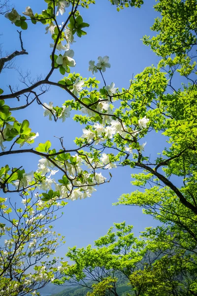 Traditionella Japanska Körsbärsblommor Närbild Japan — Stockfoto