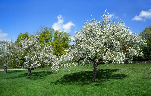 Kwitnące Jabłoni Łące Błękitnym Niebem — Zdjęcie stockowe