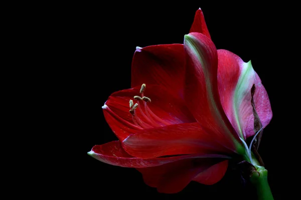 Amaryllis Virágszirmok Flóra Virágzás — Stock Fotó