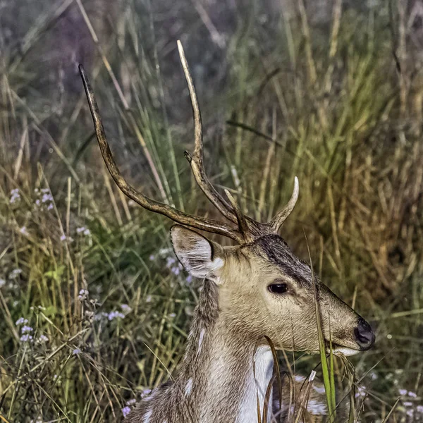 年轻的雄性小动物或小头的肖像 也被称为斑点鹿或轴鹿 吉姆科尔贝特国家公园 — 图库照片