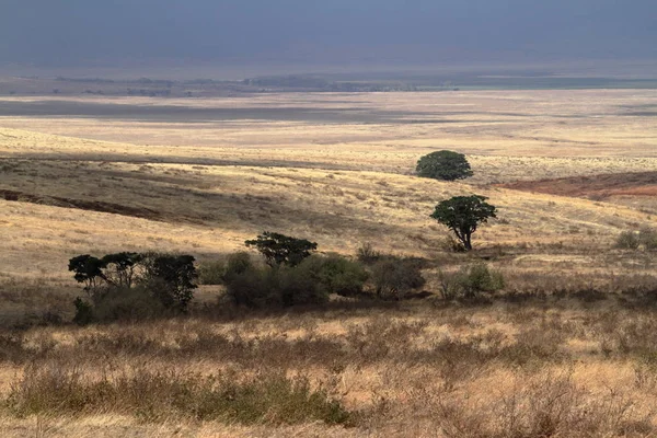 Sabana Del Serengeti Tanzania —  Fotos de Stock