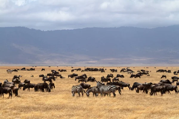Gnu Nella Savana Del Serengeti Tanzania — Foto Stock
