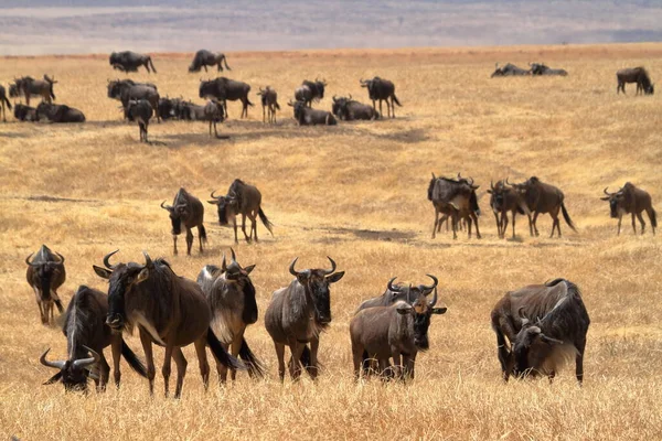 Gnu Sabana Del Serengeti Tanzania — Foto de Stock