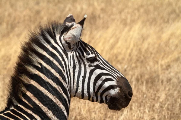 Zebre Serengeti Savannah — Fotografie, imagine de stoc