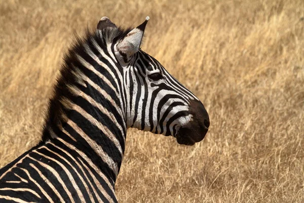Zèbres Dans Savane Serengeti — Photo