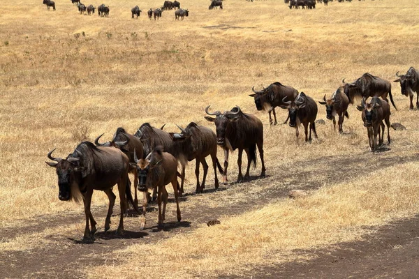 Gnu Savany Serengeti Tanzanii — Stock fotografie