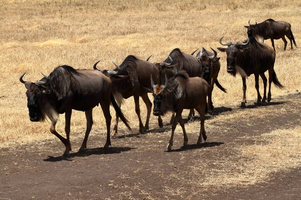 Gnu Savany Serengeti Tanzanii — Stock fotografie