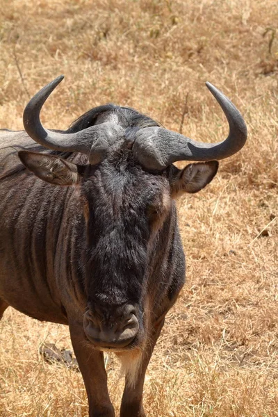 Szavanna Serengeti Tanzániában Gnu — Stock Fotó