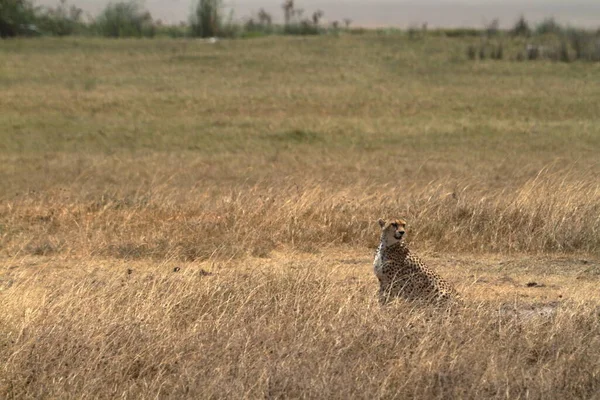 Geparder Serengeti — Stockfoto