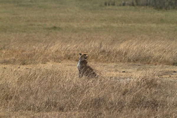 Geparder Serengeti — Stockfoto