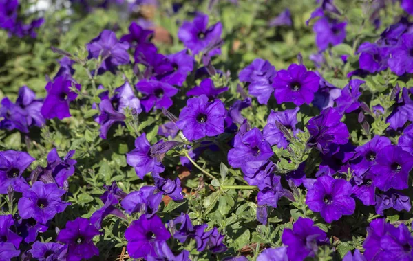 Bright Pretty Purple Petunias Growing Flower Bed — Stock Photo, Image