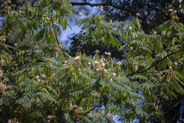 Colorida Mimosa Árbol Seda Plena Floración — Foto de Stock