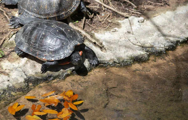 Zuidelijke Geschilderde Schildpad Chrysemys Picta Afgestapt Van Een Andere Schildpad — Stockfoto