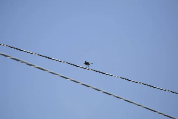Norra Mockingbird Mimus Polyglottos Uppflugen Powerline — Stockfoto