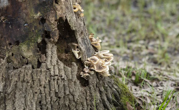 在垂死的树干上生长的一片蘑菇 — 图库照片