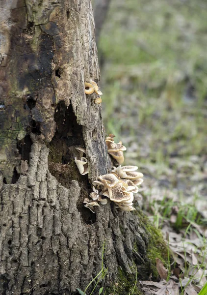 Patch Mushrooms Growing Dying Tree Trunk — Stock Photo, Image
