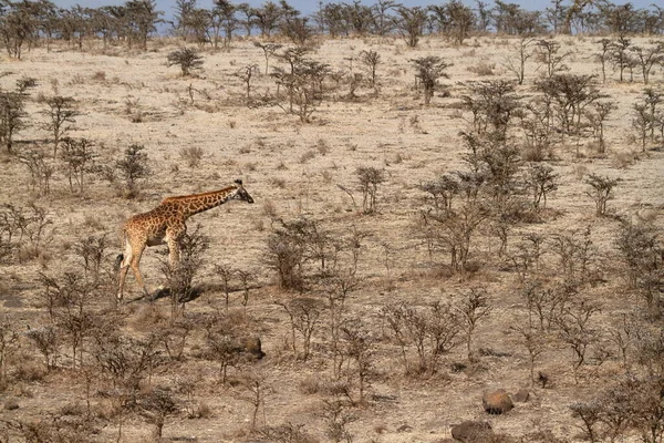 Girafas Serengeti Tanzânia — Fotografia de Stock