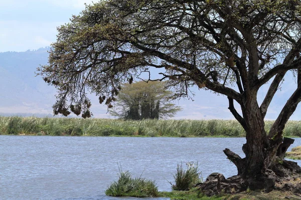 Sjö Ngorongorokratern Tanzania — Stockfoto