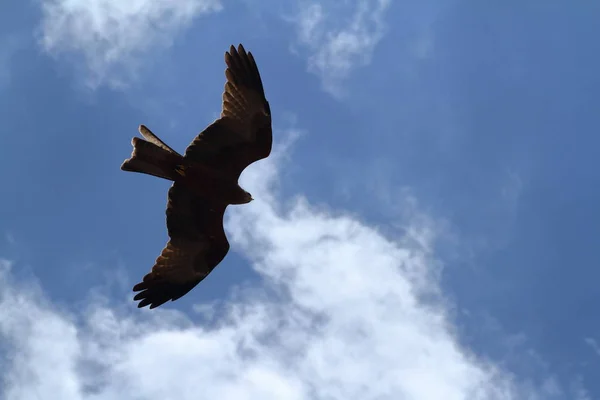 Cerf Volant Noir Dans Serengeti — Photo