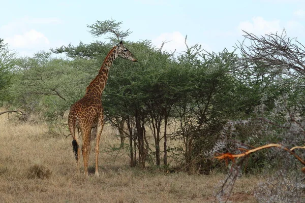 Žirafy Serengeti Tanzanii — Stock fotografie
