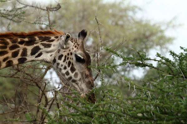 Girafes Dans Serengeti Tanzanie — Photo