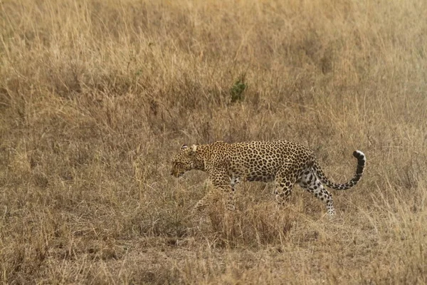 Léopards Dans Savane Dans Serengeti — Photo