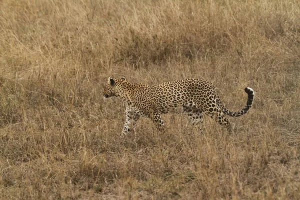 塞伦盖蒂萨凡纳的豹子 — 图库照片