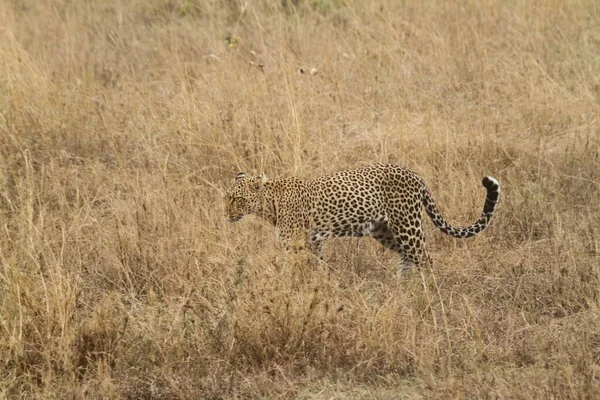 Léopards Dans Savane Dans Serengeti — Photo