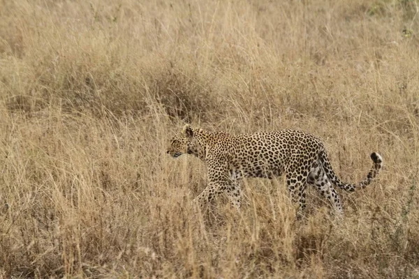 Léopards Dans Savane Dans Serengeti — Photo