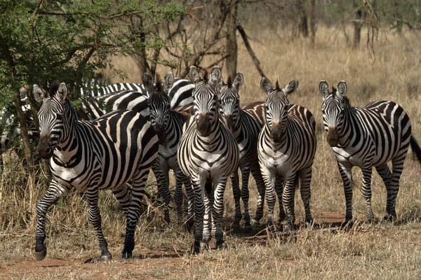 Zebry Savany Serengeti — Stock fotografie