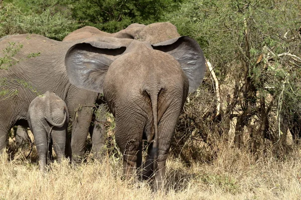 Elefantes Serengeti — Fotografia de Stock