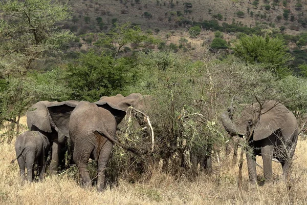Elefantes Serengeti — Foto de Stock