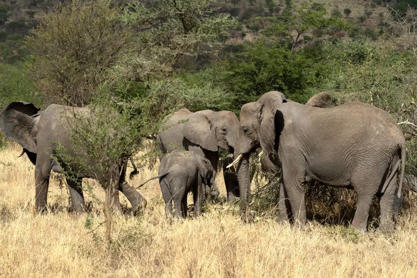 Elefantes Serengeti — Foto de Stock