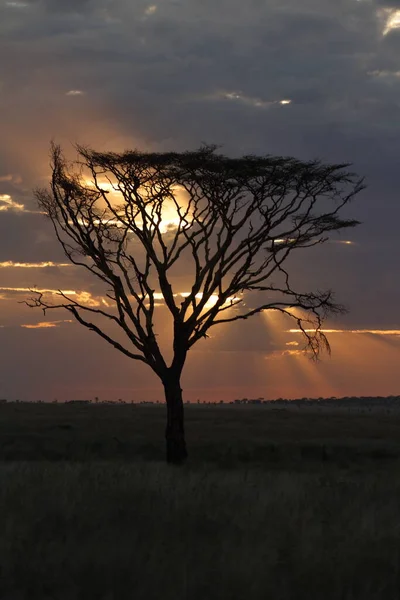 Serengeti Savannah Günbatımı — Stok fotoğraf