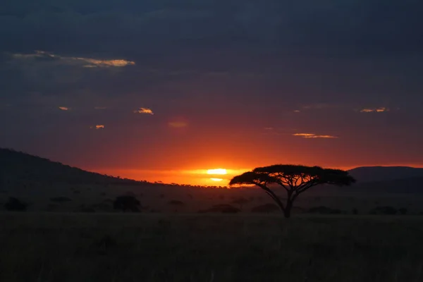 Захід Сонця Саван Серенгеті — стокове фото