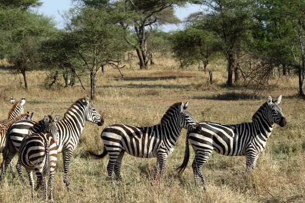Zebre Nel Serengeti Savannah — Foto Stock