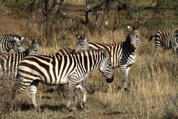 Zebry Serengeti Savannah — Zdjęcie stockowe