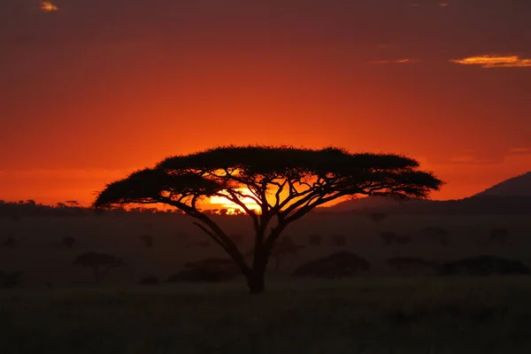 Coucher Soleil Dans Savane Serengeti — Photo