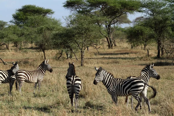 Zebry Serengeti Savannah — Zdjęcie stockowe