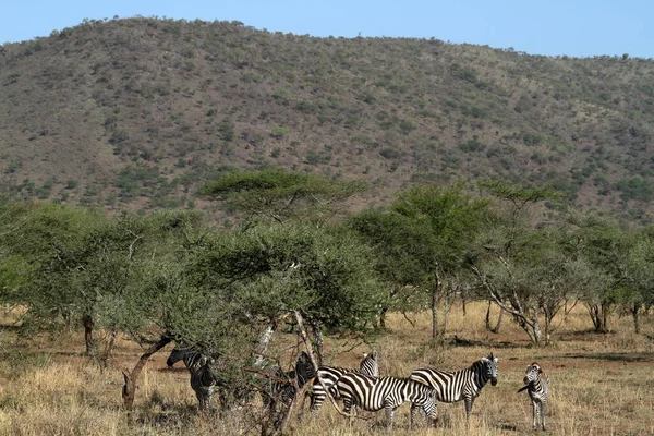 Zebre Nel Serengeti Savannah — Foto Stock