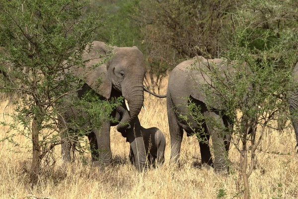 Elefantes Serengeti — Foto de Stock