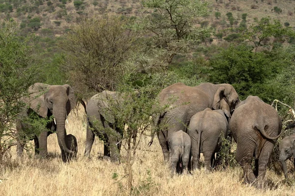 Elefantes Serengeti — Fotografia de Stock