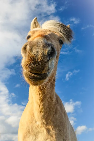 Funny Looking Horse Low Angle Front Blue Sky - Stok İmaj