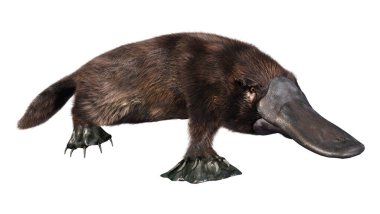 3D rendering of a platypus or Ornithorhynchus anatinus isolated on white background clipart