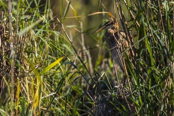 Ein Purpurreiher Versteckt Sich Verborgenen — Stockfoto